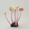 Lemon Pink Pearl Cap - 7 - Image 2